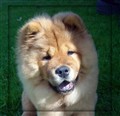 Roxy 5 månader (16) kopiera.jpg