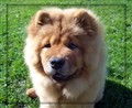 Roxy 5 månader (8) kopiera.jpg