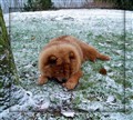 Roxy Dec. 09.JPG