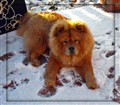 Roxy Dec 2009.JPG