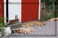 Siesta hos Claes Juni 09.jpg