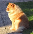 Simba hösten 2011.jpg
