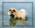 Simba i vattnet Aug 09.jpg