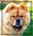 Simba maj 2010 kopiera.jpg