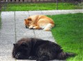 Simba och Aslan hösten 2011.jpg