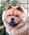 Simba sommaren -10.jpg