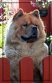 Simba sommaren 2010 i Skåne.jpg