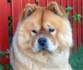 Simba sommaren år 2011.JPG