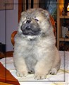 Simply Red (2) 8v.JPG