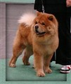 Timon 2  091212 Sthlm.jpg