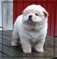 White Pearl (2) 7v.JPG