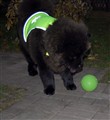 Yo Lin Oktober 2010.jpg