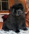 Zasha 17 Dec 2011.jpg
