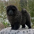 Zasha år 2012-01-27.jpg