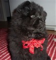 Zelda som är Julfin  Dec. 2012.jpg