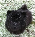 Zophias första snö januari 2012.jpg