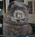 Zorba December 2011.jpg