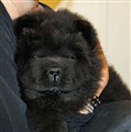 rambo_redigerad-1.jpg