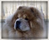 Kennel Conneseur's Chow Chow